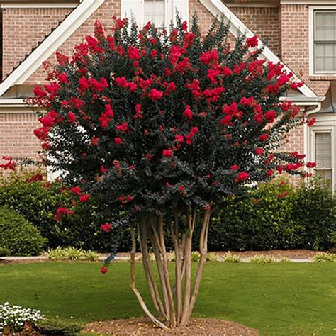 Red Nabic Crape Myrtle: An Eye-Catching Addition to Public Parks and Gardens